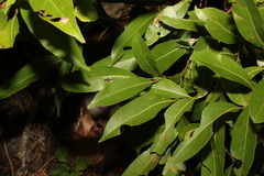 Cryptocarya microneura