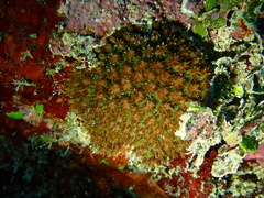 Galaxea fascicularis