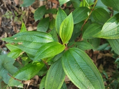 Melastoma sanguineum