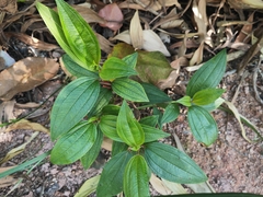 Melastoma sanguineum