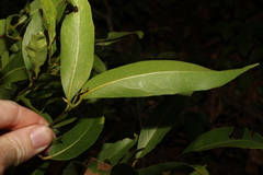 Cryptocarya microneura