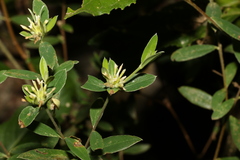 Pimelea gigandra