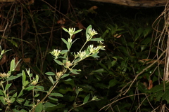 Pimelea gigandra