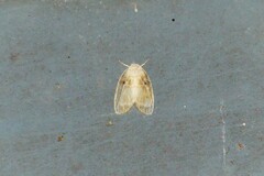 Schistophleps bipuncta