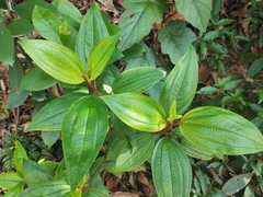 Melastoma sanguineum
