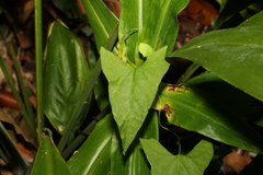 Calystegia marginata