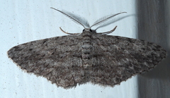 Phelotis cognata