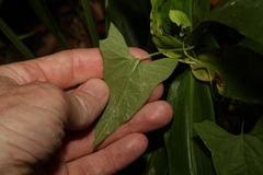 Calystegia marginata