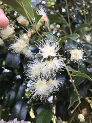 Syzygium australe