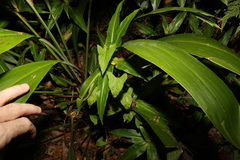 Calystegia marginata