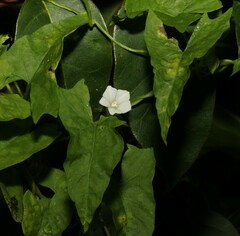 Calystegia marginata