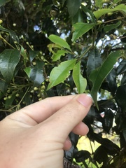 Syzygium australe