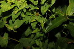 Calystegia marginata