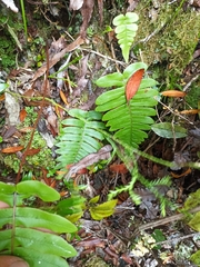 Cranfillia deltoides