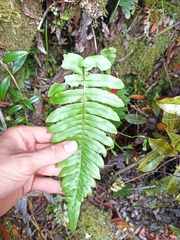 Cranfillia deltoides