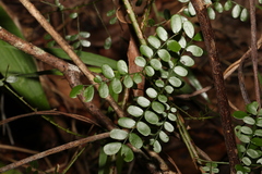 Mezoneuron brachycarpum