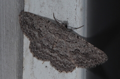 Psilosticha absorpta