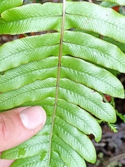 Cranfillia deltoides