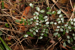 Mezoneuron brachycarpum