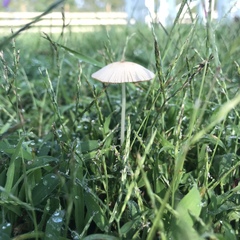 Conocybe apala albipes