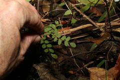 Mezoneuron brachycarpum