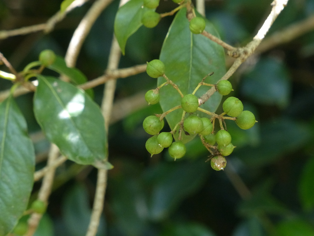 Pittosporum densiflorum (Pittosporum densiflorum)