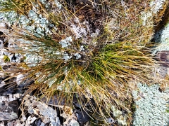 Schoenus pauciflorus
