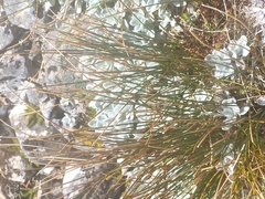 Schoenus pauciflorus