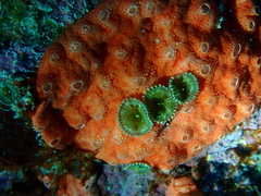 Palythoa