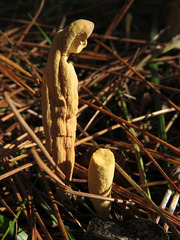 Clavariadelphus ligula