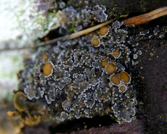 Fuscopannaria leucostictoides