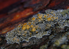 Fuscopannaria leucostictoides