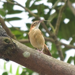 Furnarius leucopus