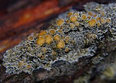 Fuscopannaria leucostictoides