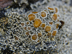 Fuscopannaria leucostictoides