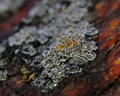 Fuscopannaria leucostictoides