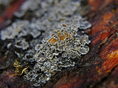 Fuscopannaria leucostictoides