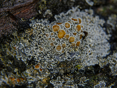 Fuscopannaria leucostictoides