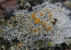 Fuscopannaria leucostictoides