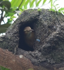 Furnarius leucopus