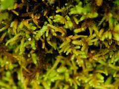 Claopodium crispifolium
