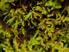 Claopodium crispifolium