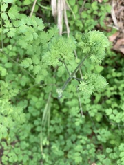 Aquilegia canadensis