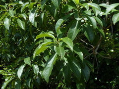 Pittosporum wightii