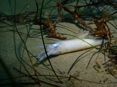 Doryteuthis opalescens