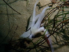 Doryteuthis opalescens