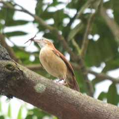 Furnarius leucopus