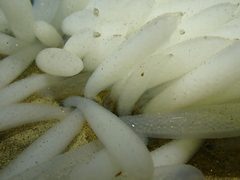 Doryteuthis opalescens