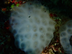 Polyclinidae