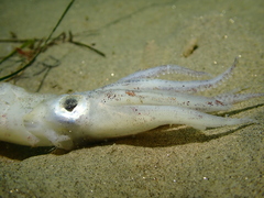 Doryteuthis opalescens
